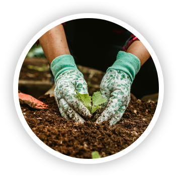 hands with garden gloves planting a small plant in soil